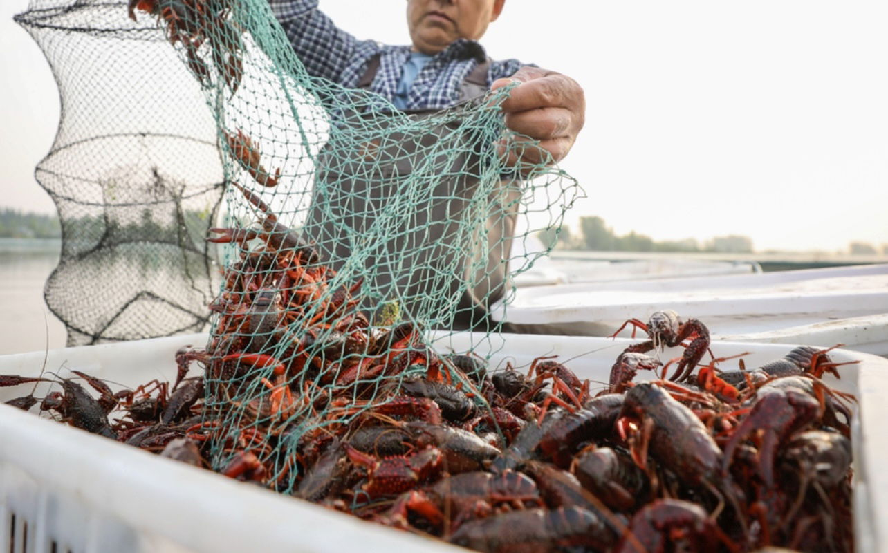 Jersey City Tenants Accuse Landlord Of Planting Dead Fish To Vacate The Premises