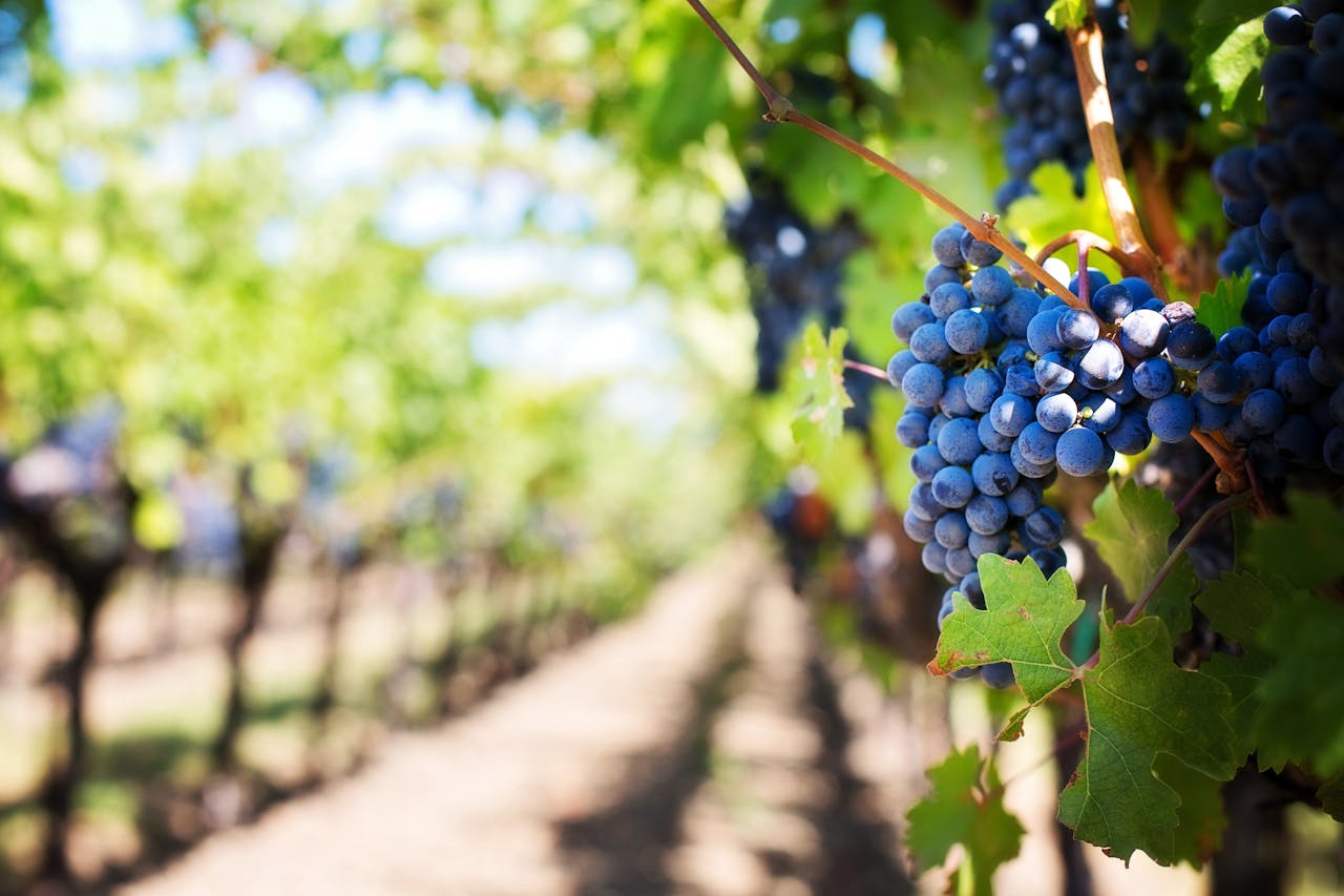 This Black-Owned Vineyard In Georgia Is Rooted In History As It Makes Way For Diverse Wineries