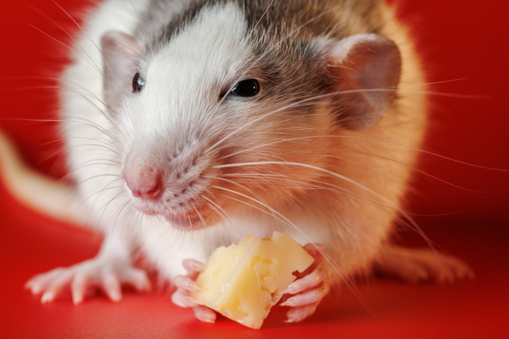 Oh, Rats! Is Your State Vulnerable For Indoor Pests?