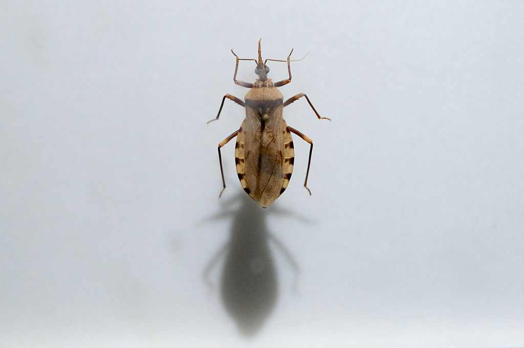 Chagas Disease Is Spreading In The US—Here’s What’s Behind It