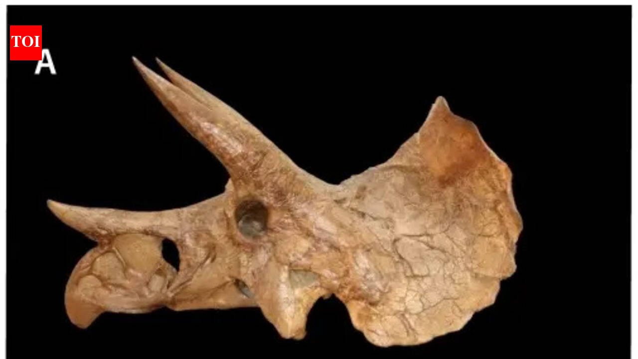 In 2017, Colorado construction workers accidentally dug up a very rare dinosaur fossil – The Times of India
