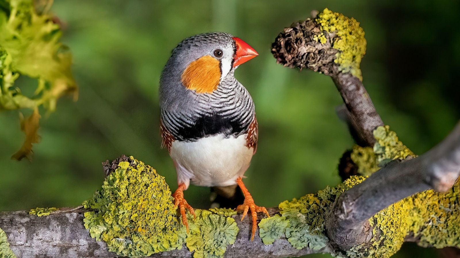 Researcher wins $1,00,000 prize for decoding Zebra Finch calls using AI – The Indian Express
