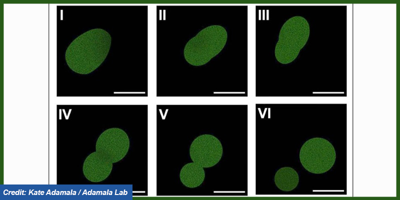 Scientists create first synthetic cell that can complete a life cycle – Manorama Yearbook