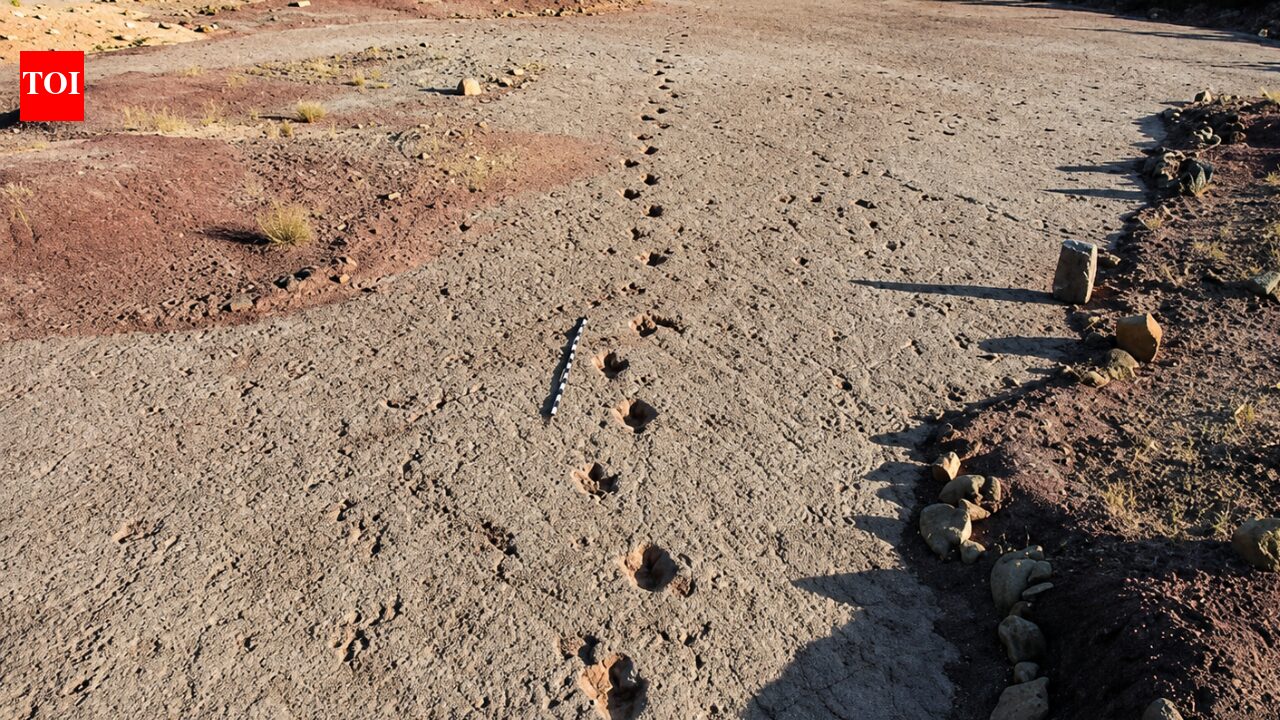 A 66-million-year-old dinosaur highway in Bolivia reveals more than 16,000 fossil footprints from the fin – The Times of India