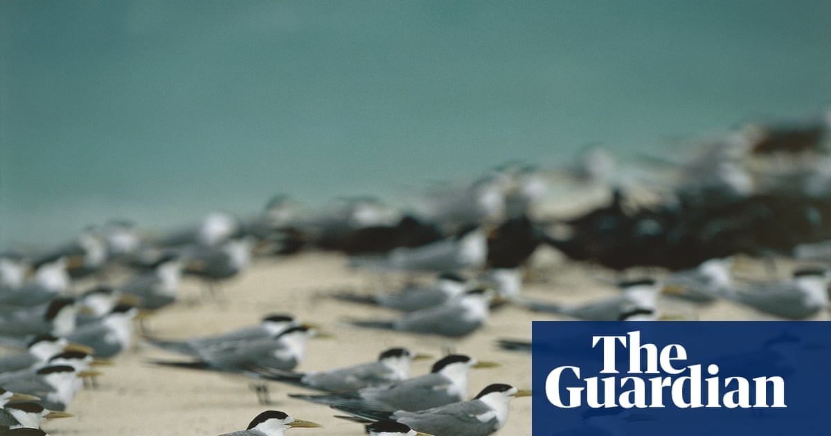When bird flu hit the UK, suffering seabirds died in their thousands. Australia’s wild flocks will soon do the same – The Guardian