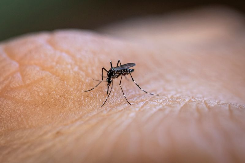 Stagnant water raises mosquito breeding concerns in Amritsar – The Tribune