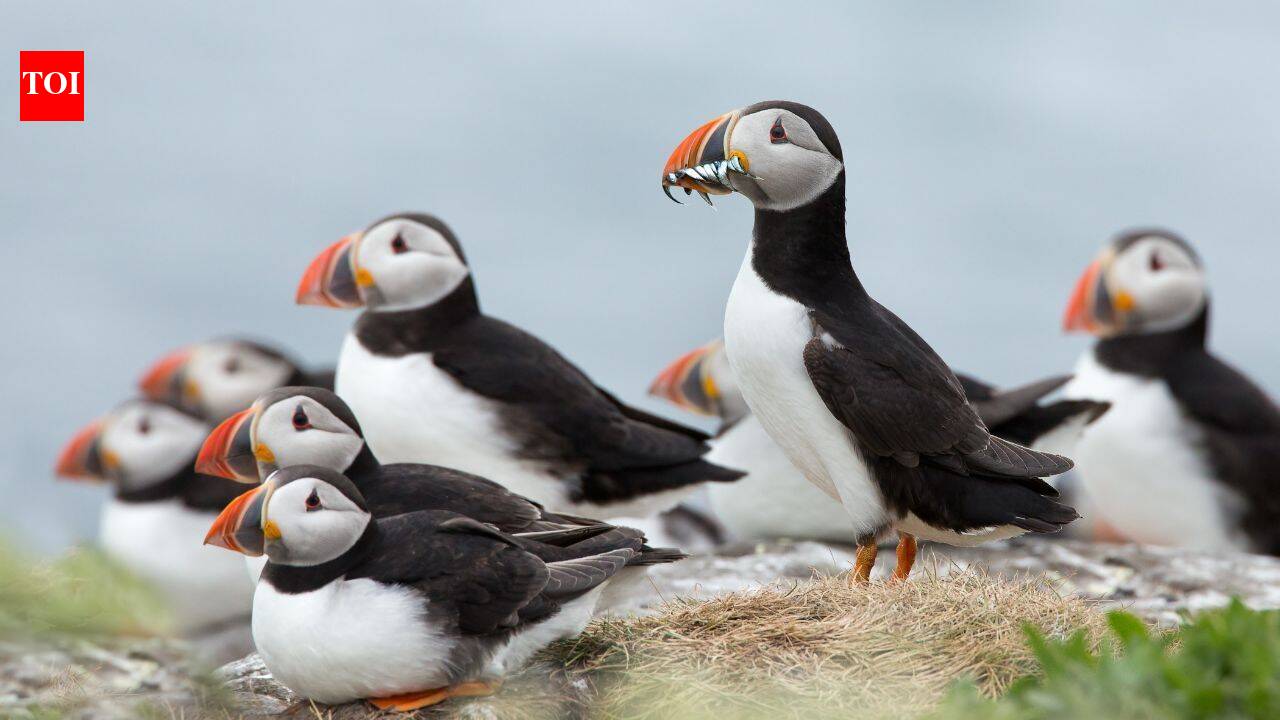 In 2002, Lundy began its rat-eradication project; puffins later rose from 13 in 2000 to 1,335, and more t – The Times of India