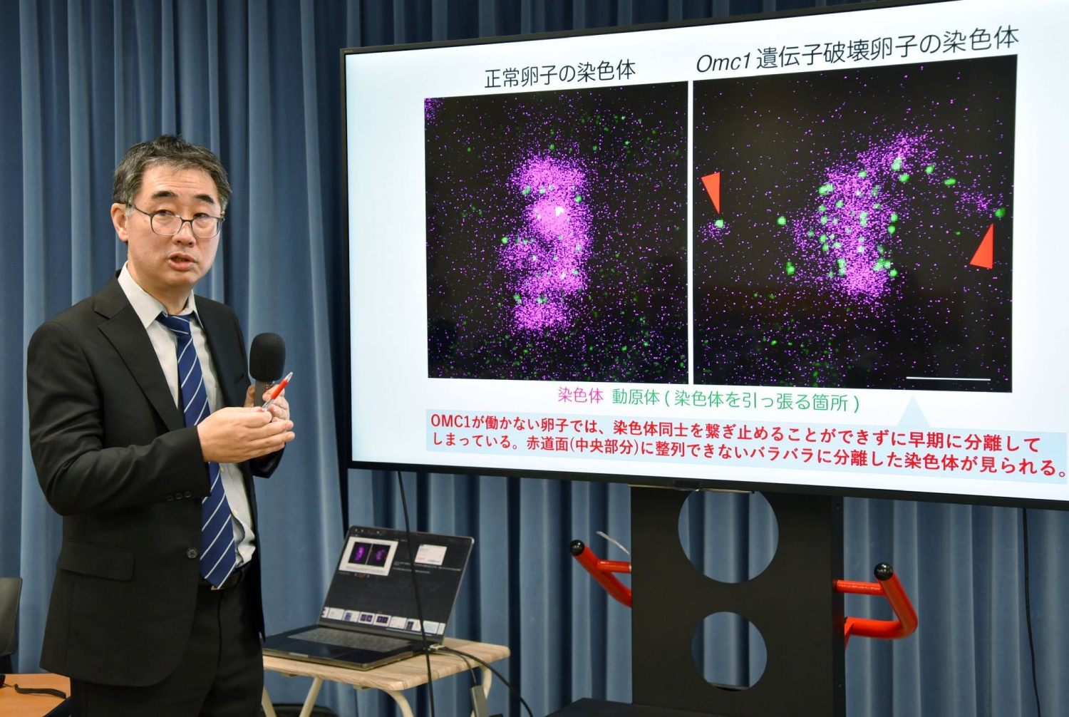 Japanese researchers discover protein that may shed light on fertility decline – The Japan Times
